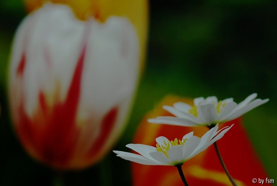 Anemone - Tulipa 1 26-04-2009