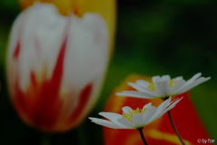 Anemone - Tulipa 1 26-04-2009