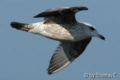 Möwe