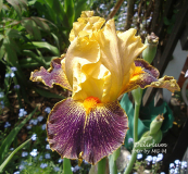 Iris Delirium 2009