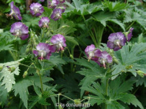 Geranium phaeum Absaat