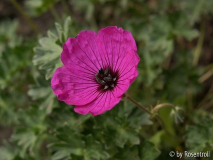 Geranium sanguineum