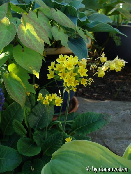 Primula veris 4/09