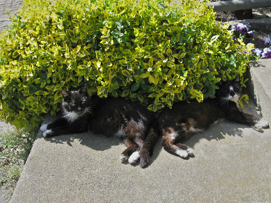 Abmatten im Schatten