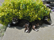 Abmatten im Schatten