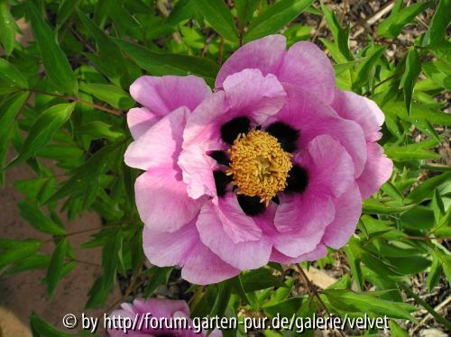 Baumpäonie Rockii rosa-pink