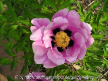 Baumpäonie Rockii rosa-pink