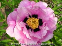 Rockii rosa