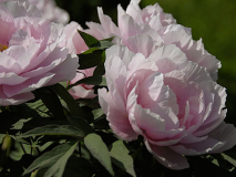 Tamafuyo 2009