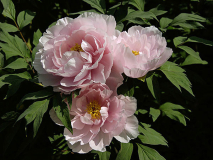 Tamafuyo 2009