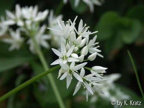Bärlauchblüte