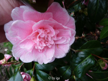 dorothy james_1