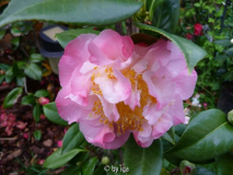  nuccios jewel_1