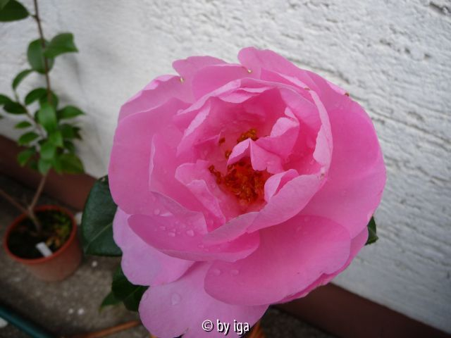 winter s joy