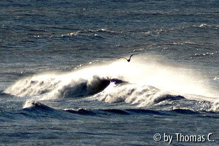 Belgische Küste - Nordsee bei Oostende