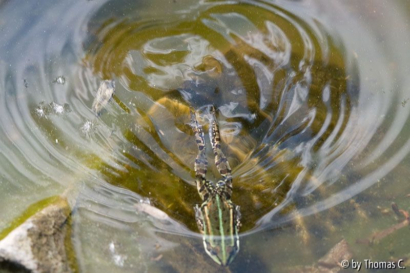 Frosch-Schwimmzug 4