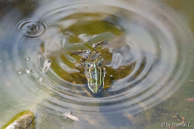 Frosch-Schwimmzug 3