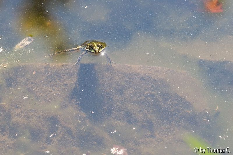 Frosch-Schwimmzug 1