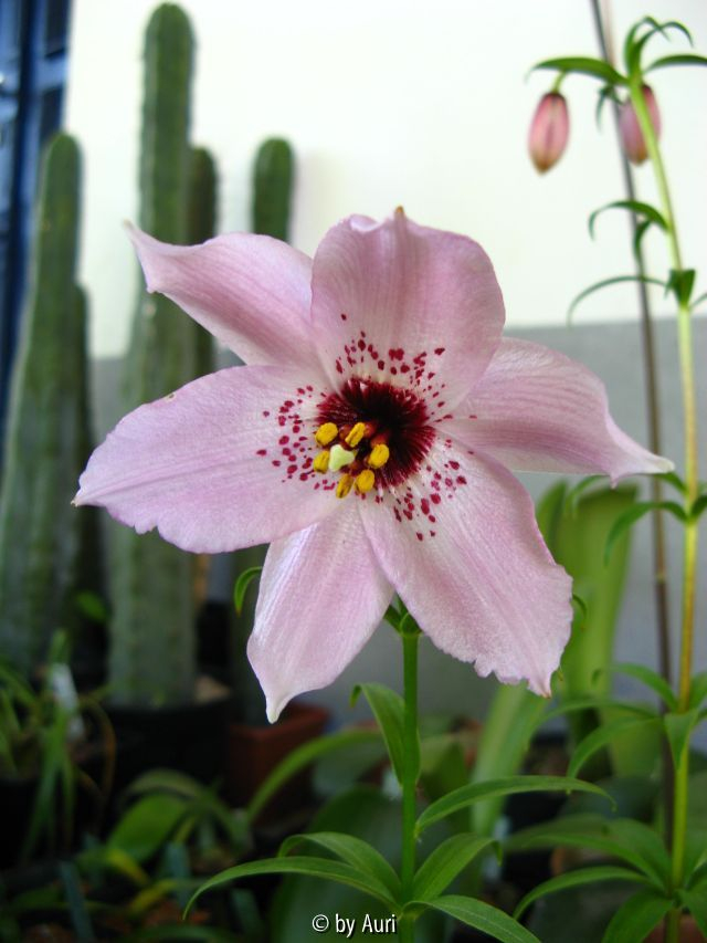 Nomocharis