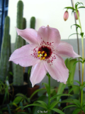 Nomocharis