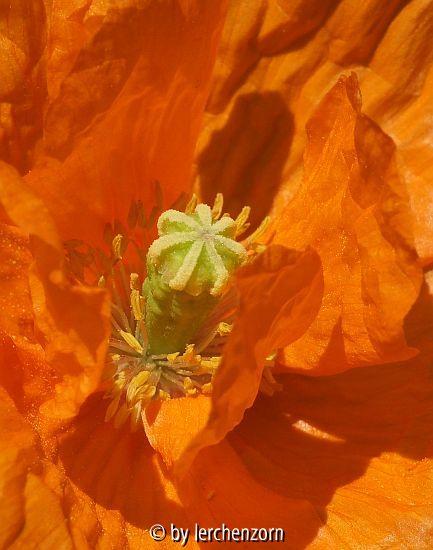 Marokko-Mohn (Papaver atlanticum), Blüteninneres