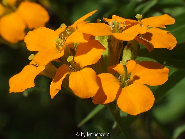 Schöterich (Erysimum allionii)
