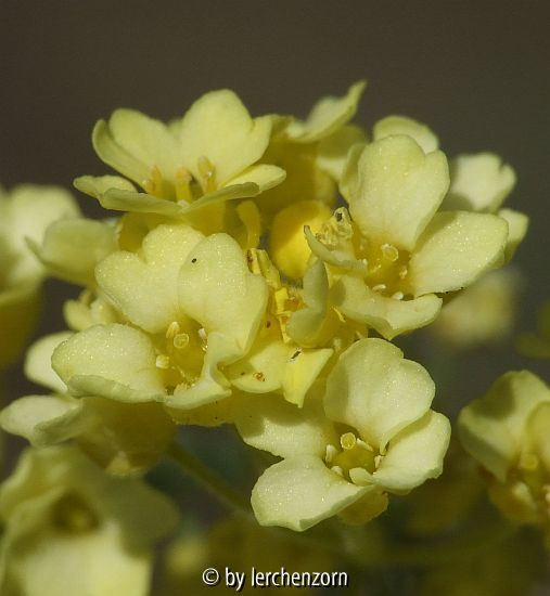 Steinkraut (Aurinia saxatilis), schwefelgelbe Form