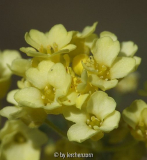 Steinkraut (Aurinia saxatilis), schwefelgelbe Form