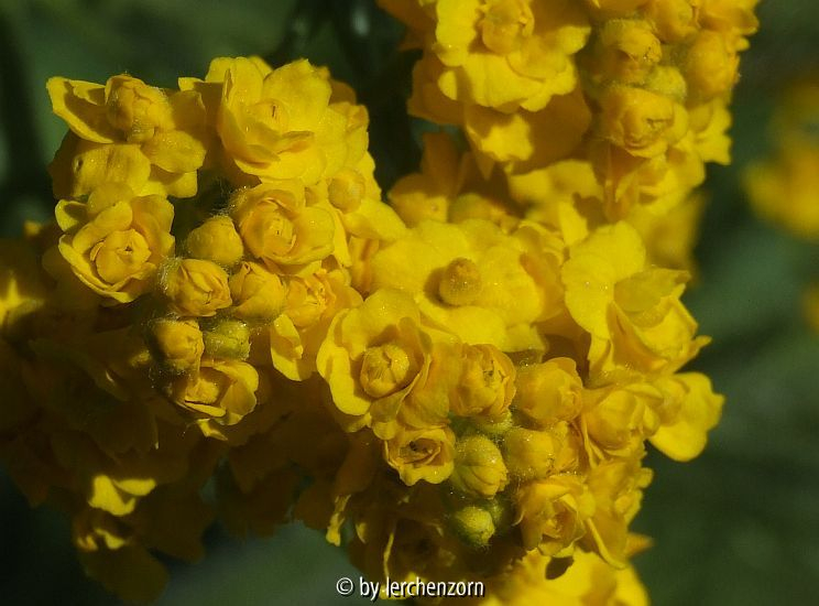 Steinkraut (Aurinia saxatilis), gefülltblühende Form