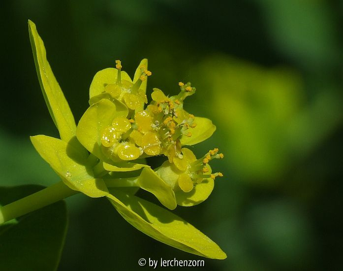 Sumpf-Wolfsmilch (Euphorbia palustris)