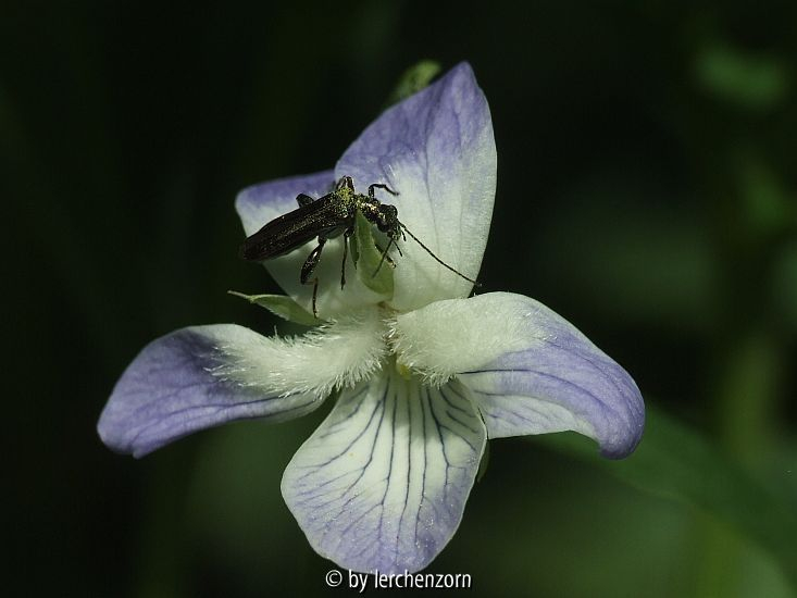Hohes Veilchen (Viola elatior)