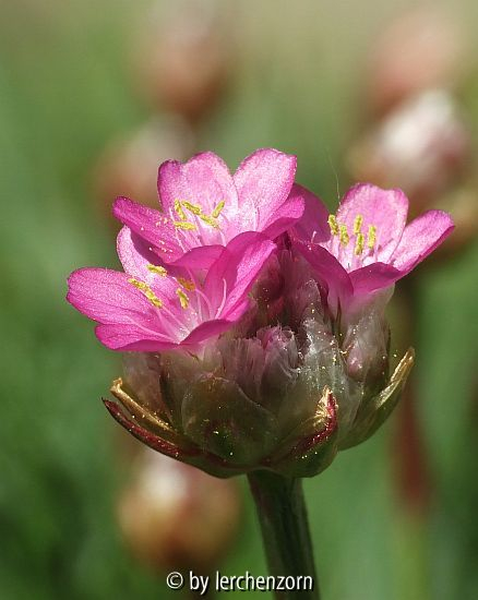 Grasnelke (Armeria maritima), wahrscheinlich 