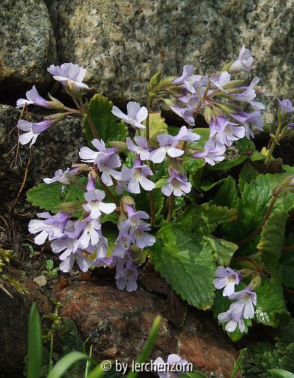 Haberlee (Haberlea rhodopensis)