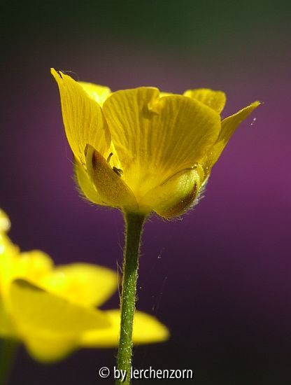?Hochgebirgs-Hahnenfuß (Ranunculus oreophilus)?