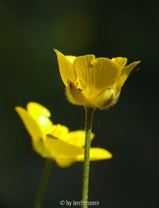 ?Hochgebirgs-Hahnenfuß (Ranunculus oreophilus)?
