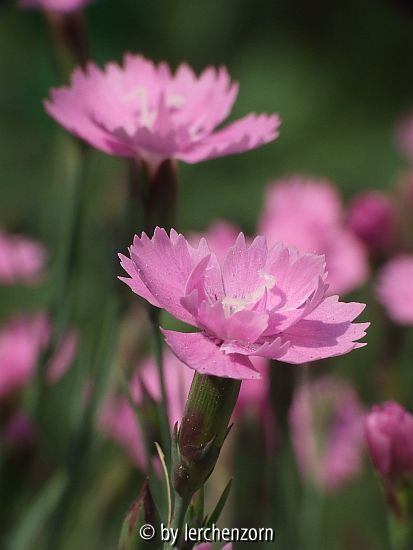 Pfingstnelke (Dianthus gratianopolitanus), Sorte: Eydangeri??