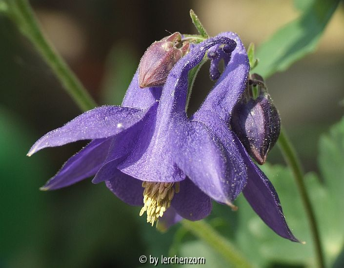 Akelei (Aquilegia vulgaris), wildfarben