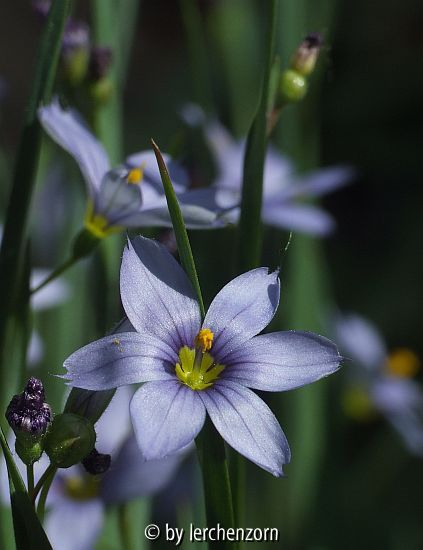 Grasschwertel (Sisyrinchium angustifolium)
