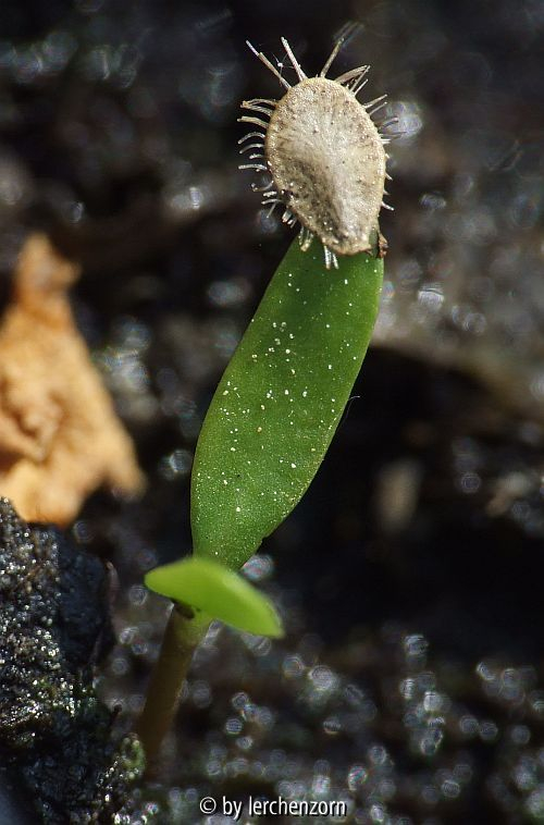 Seekanne (Nymphoides peltata), Keimling
