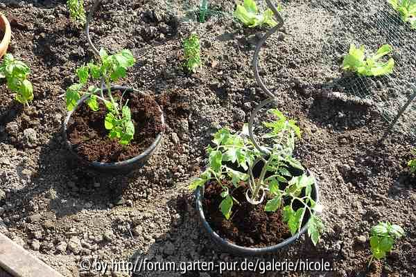 Mexico Midget (links) Ochsenherz (rechts