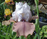 Iris Imprimis 09/05