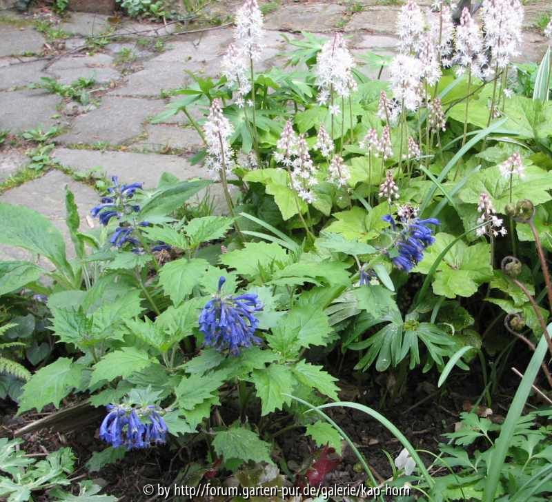 Ajuga incisa