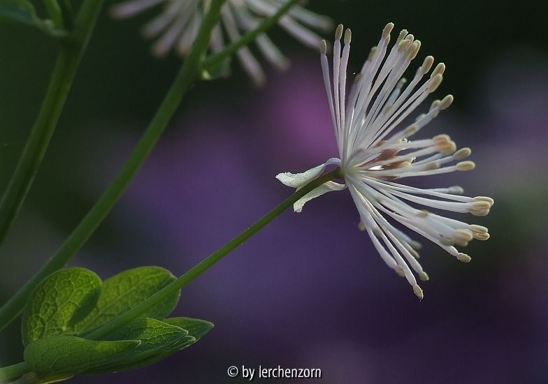 Akeleiblättrige Wiesenraute (Thalictrum aquilegifolium)