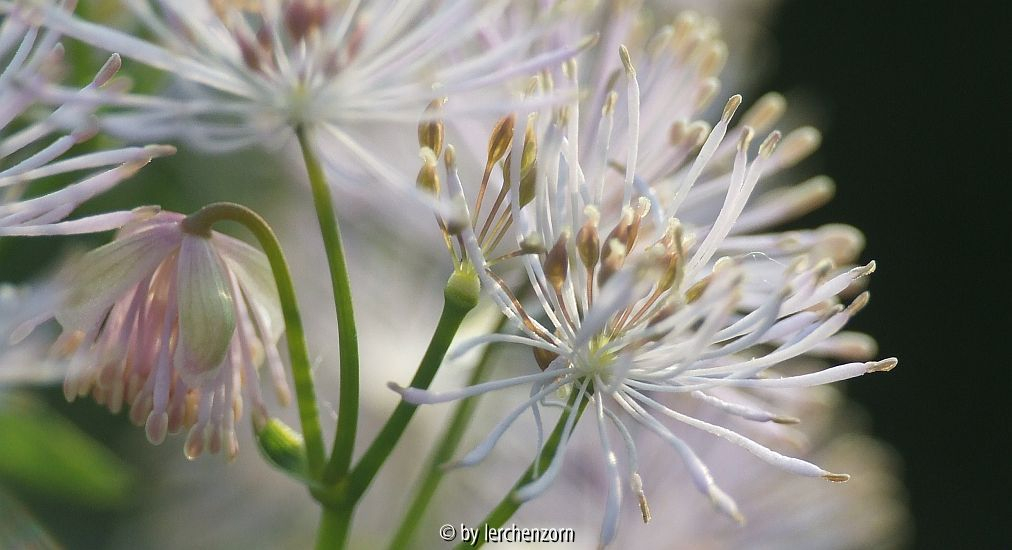 Akeleiblättrige Wiesenraute (Thalictrum aquilegifolium)