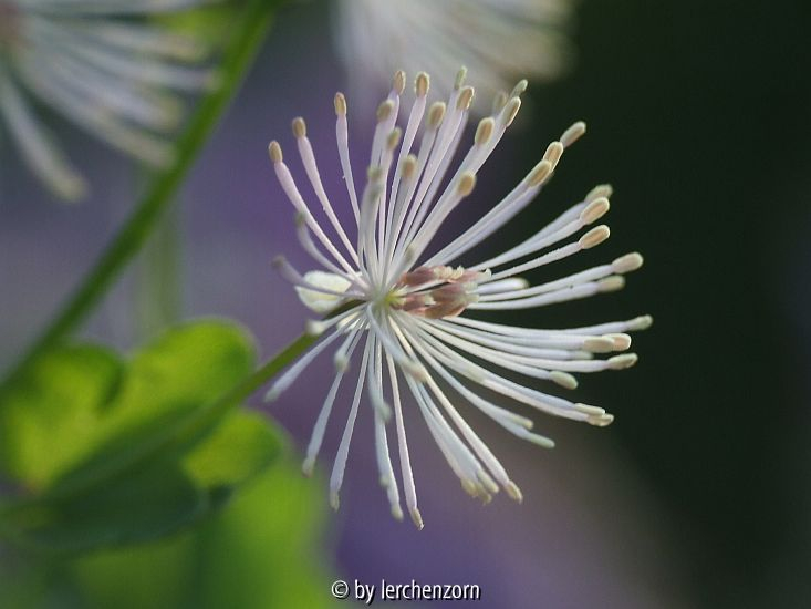 Akeleiblättrige Wiesenraute (Thalictrum aquilegifolium)
