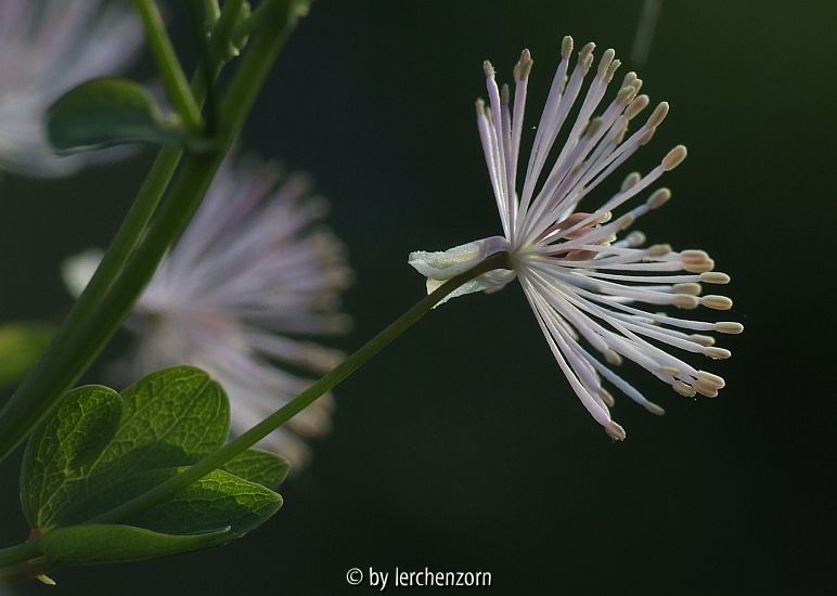 Akeleiblättrige Wiesenraute (Thalictrum aquilegifolium)