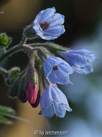 Blauer Beinwell (Symphytum caucasicum oder S. azureum)