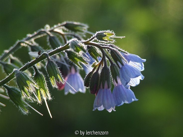Blauer Beinwell (Symphytum caucasicum oder S. azureum)