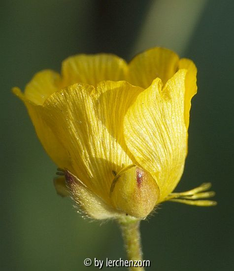 Berg-Hahnenfuß (Ranunculus-montanus-Aggregat)