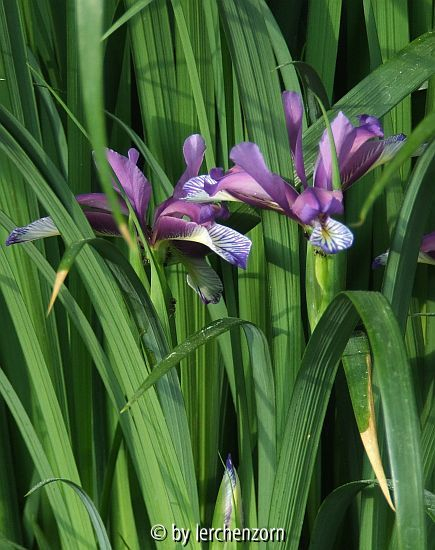 Grasblättrige Schwertlilie (Iris graminea)